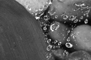 Raindrops In A Web B&W